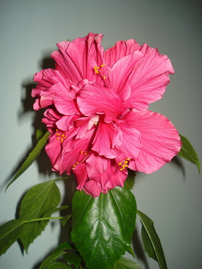 DSC08146 - HIBISCUS 2010