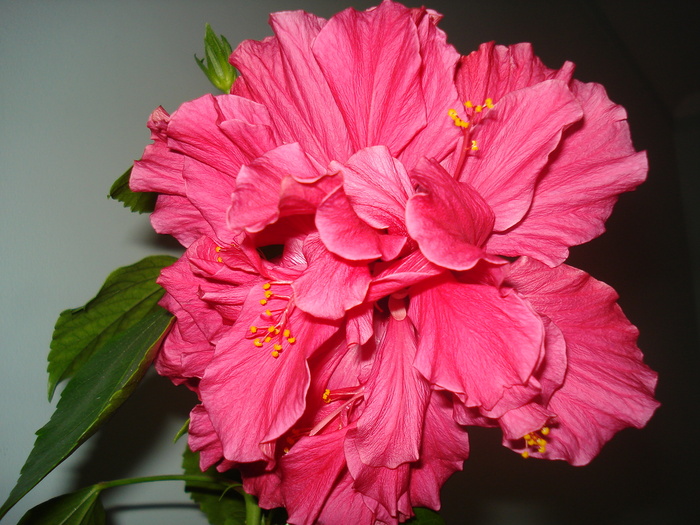 DSC08147 - HIBISCUS 2010