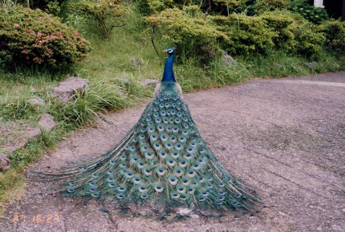 peacock - Pauni albastrii