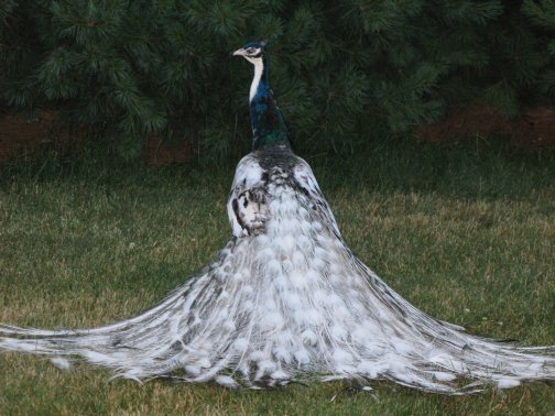 Peafowl-10