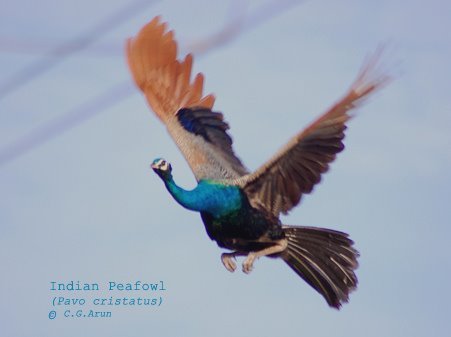 peacock_fly
