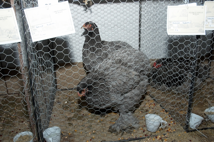 ACPARA_I_039 - Expo 2010 Arges