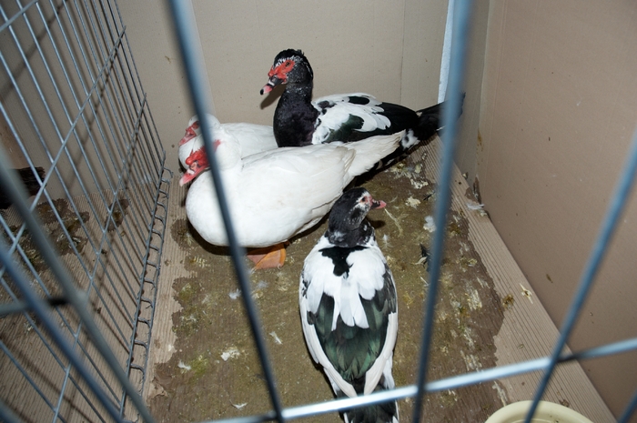 ACPARA_I_072 - Expo 2010 Arges