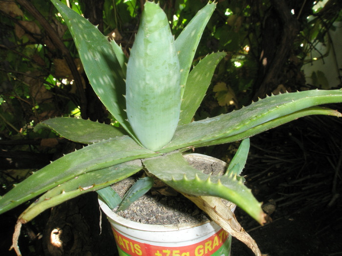 Aloe saponaria - 12.08.2008; Colectia: Andre
