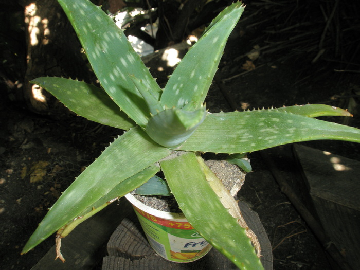 Aloe saponaria - apical; Colectia: Andre
