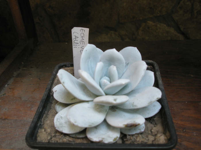 Echeveria lauii - 07.2008; Colectia: Andre
