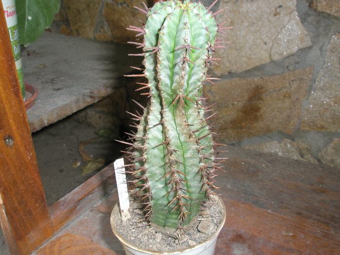 Euphorbia horrida ES 2971 - 2008; Colectia: Andre
