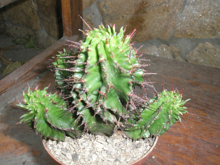 Euphorbia horrida - 2008; Colectia: Andre
