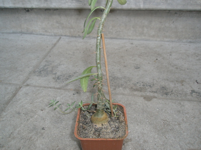 Pachipodium suculentum - 10.2008; Colectia: Andre
