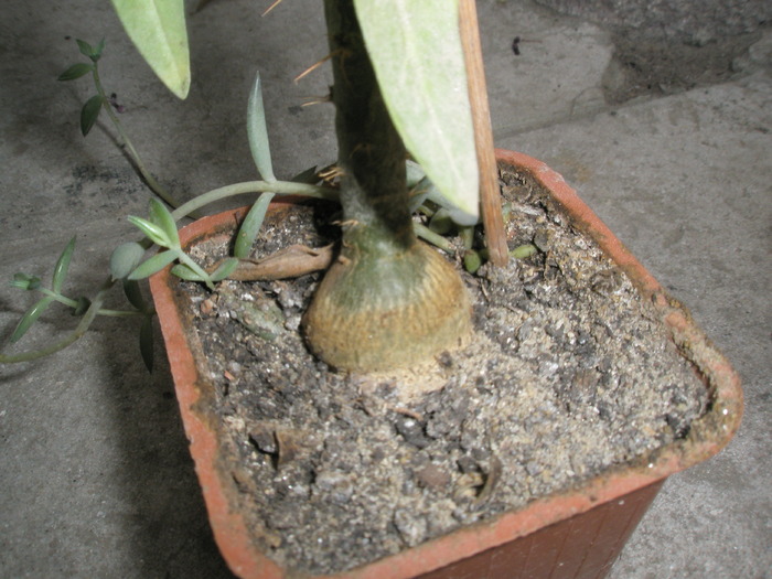 caudex de Pachipodium suculentum; Colectia: Andre
