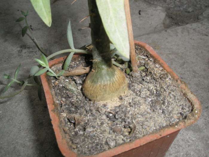 caudex de Pachipodium suculentum - suculentum