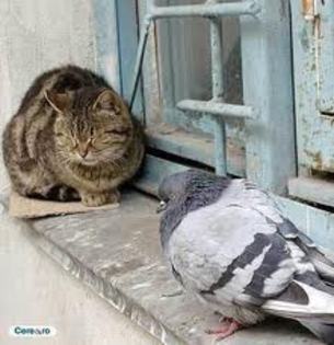 prieteni adevarati - Stop sacrificarea lasati porumbei sa zboare--Stop the slaughter let to fly pigeons