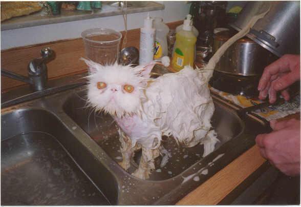 funny-cat-being-washed - funny cats