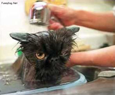 wash-cat - funny cats