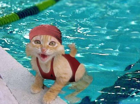 CatInPool