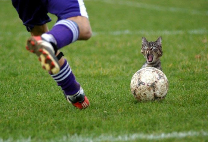 funny-cat-soccer1 - funny cats