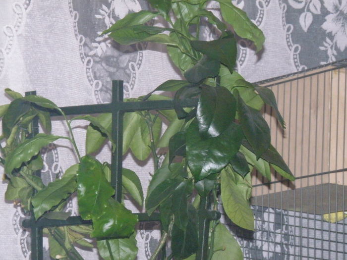 P4081481