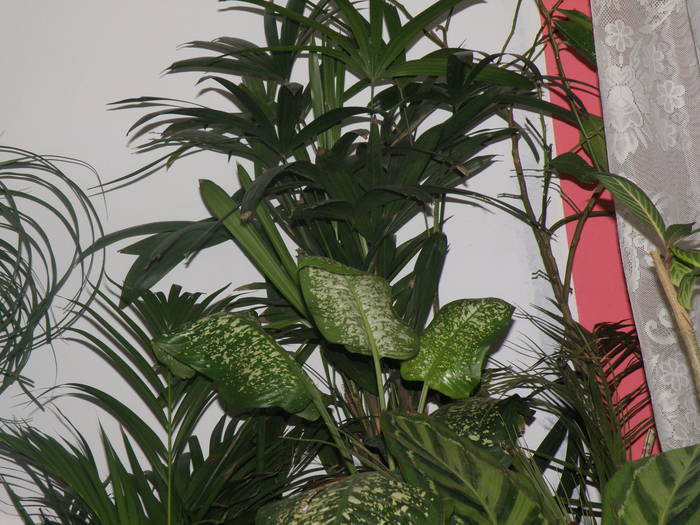 P4101530 - diverse