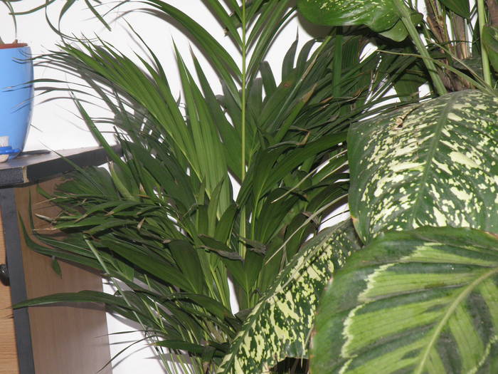 P4101534 - diverse