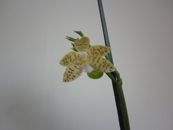 P1000286 - Phalaenopsis mariae-specie