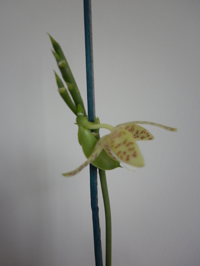 P1000289 - Phalaenopsis mariae-specie