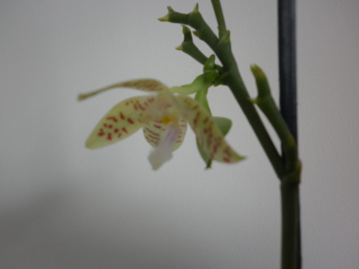 P1000297 - Phalaenopsis mariae-specie