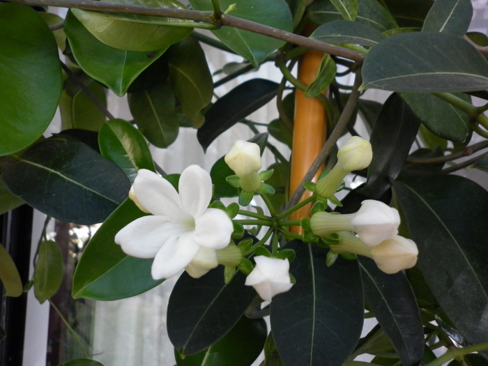  - Stephanotis floribunda