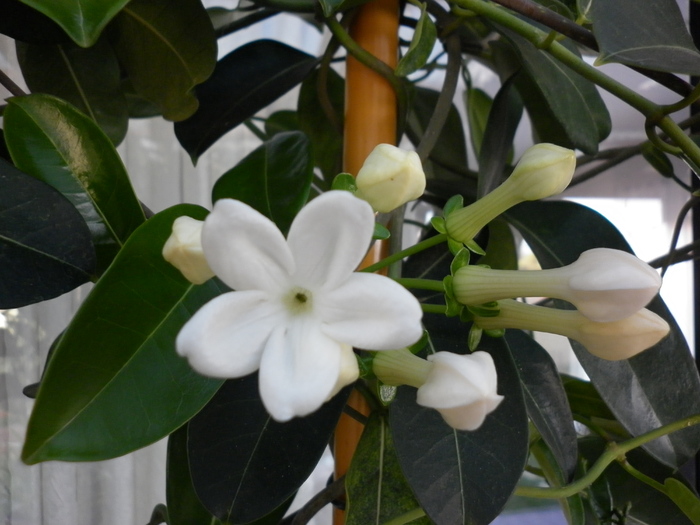  - Stephanotis floribunda