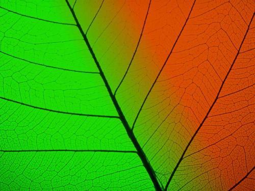 Free 3D Wallpapers Frunze Colorate 3D Poze Desktop - diverse
