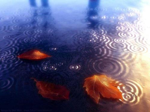 Free 3D Wallpapers Toamna si Frunze in Ploaie 3D Desktop - diverse