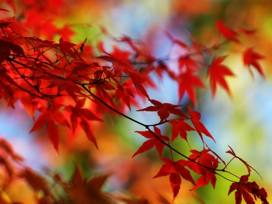 image_large.php - diverse