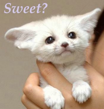 Pisici_sweet - animale sweet