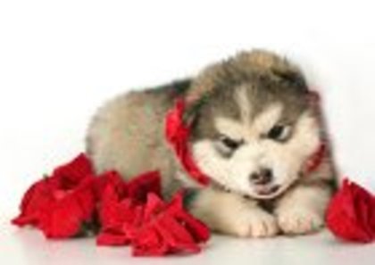 sweet alaskan malamute puppy with red roses CR - animale sweet