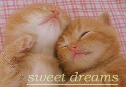 sweet_dreams - animale sweet