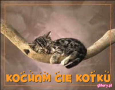 22353557_ALTPGTGDD