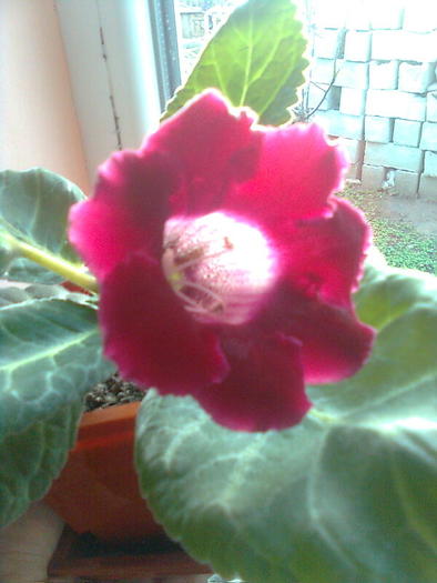 De la Tanta - gloxinia 2010