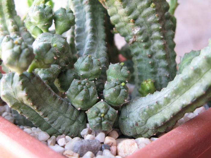 E. pseudoglobosa