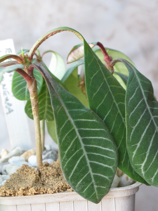 Euphorbia leuconeura (per de iarna)