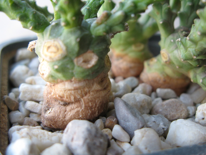 Euphorbia albipollenifera  - detaliu
