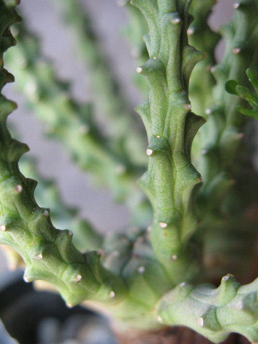 Euphorbia albipollenifera