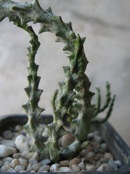 E. namuskluftensis - EUPHORBIA - album foto 1