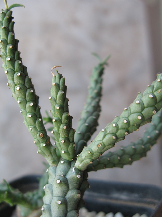 Euphorbia duseimata - EUPHORBIA - album foto 1