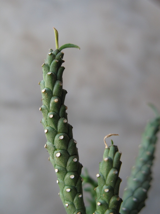Euphorbia duseimata - EUPHORBIA - album foto 1