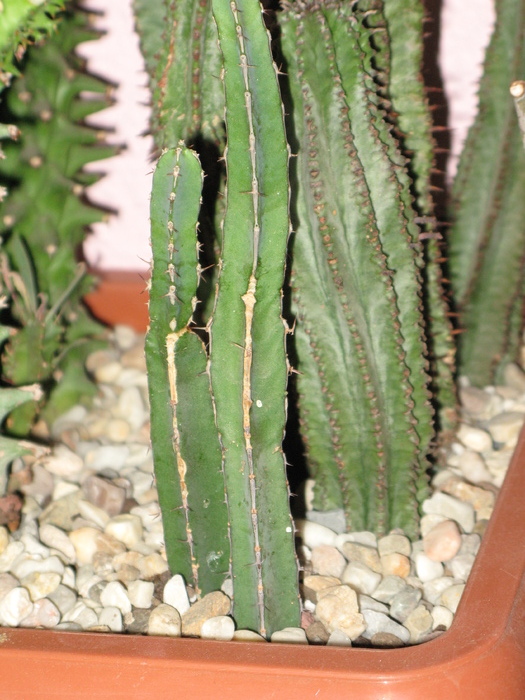 Euphorbia heterochroma (fata) Euphorbia cereiformis (spate) - EUPHORBIA - album foto 1