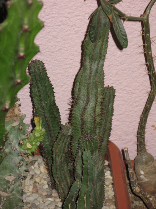 Euphorbia cereiformis - EUPHORBIA - album foto 1