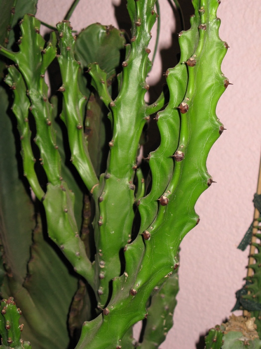 Euphorbia mayuranathani - EUPHORBIA - album foto 1