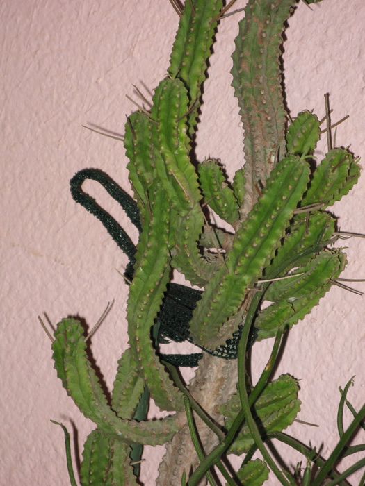 Euphorbia mammillaris - EUPHORBIA - album foto 1