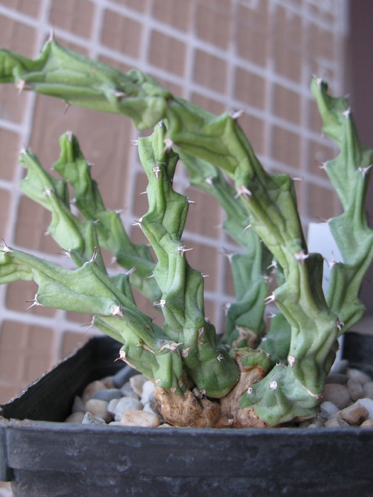 Euphorbia clivicola