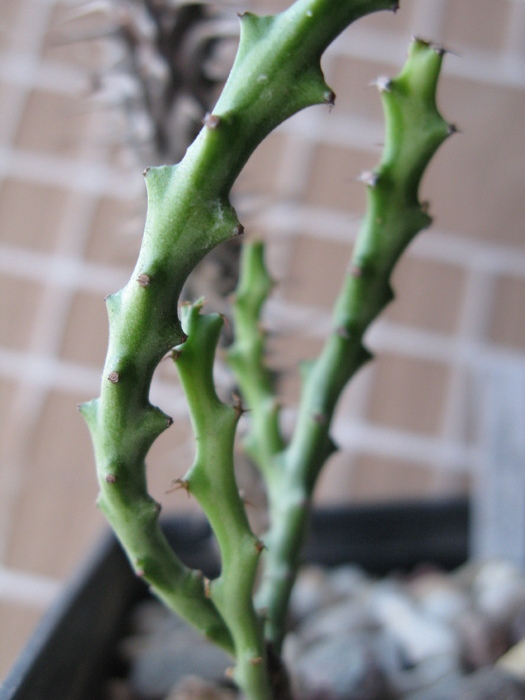 Euphorbia knuthii - detaliu
