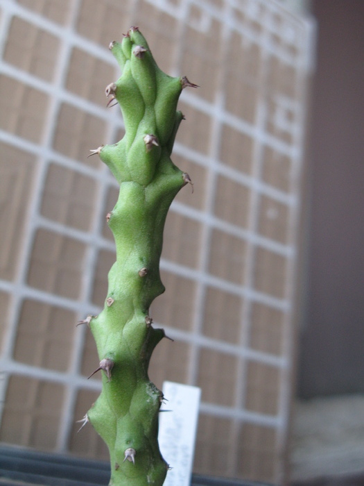 Euphorbia sp. LAV 10365 Erigavo, Somalia
